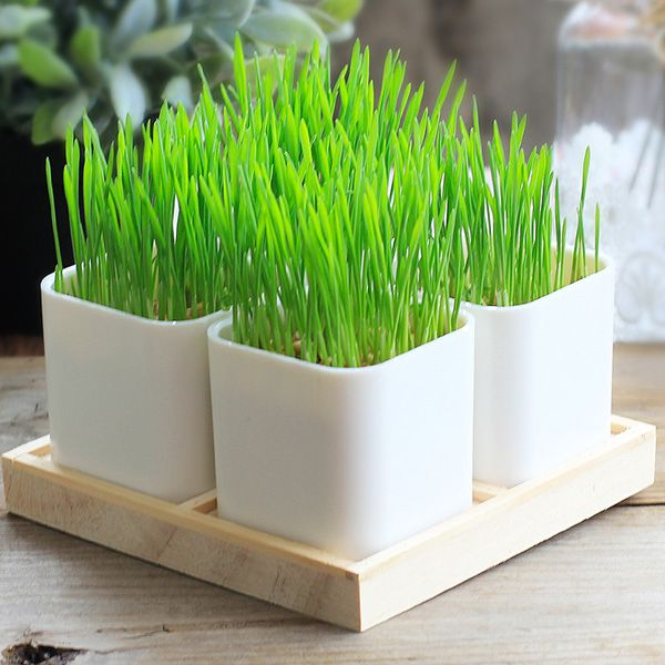 Eco-Friendly Planters